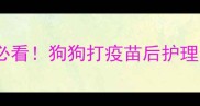 疫苗后腿无力新手必看狗狗打疫苗后护理全攻略附急救指南