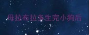 母拉布拉多生完小狗后