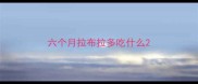 六个月拉布拉多吃什么