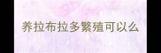 养拉布拉多繁殖可以么