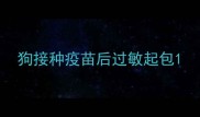 狗接种疫苗后过敏起包