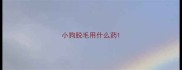 小狗脱毛用什么药