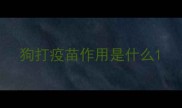 狗打疫苗作用是什么