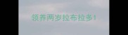 领养两岁拉布拉多