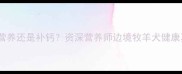 边牧补营养还是补钙资深营养师边境牧羊犬健康真相