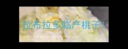 拉布拉多临产桃子