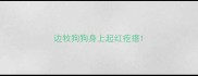 边牧狗狗身上起红疙瘩