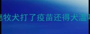 德牧犬打了疫苗还得犬温吗
