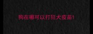 狗在哪可以打狂犬疫苗