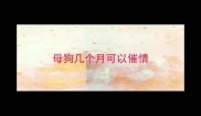 母狗几个月可以催情