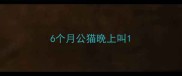 6个月公猫晚上叫