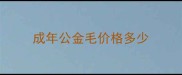 成年公金毛价格多少
