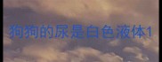 狗狗的尿是白色液体