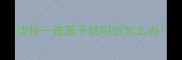 边牧一进笼子就叫该怎么办