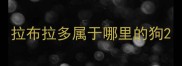 拉布拉多属于哪里的狗