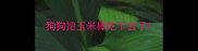 狗狗把玉米棒吃下去了