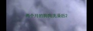 两个月的狗狗洗澡后