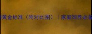 泰迪犬品相黄金标准附对比图家庭饲养必备选购指南