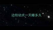 边牧幼犬一天睡多久