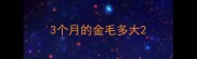 3个月的金毛多大
