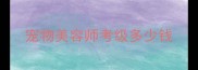 宠物美容师考级多少钱