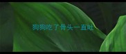 狗狗吃了骨头一直吐