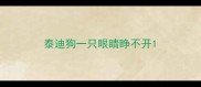 泰迪狗一只眼睛睁不开
