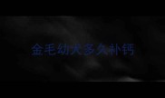 金毛幼犬多久补钙