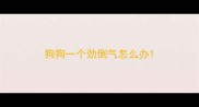 狗狗一个劲倒气怎么办