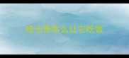 哈士奇怎么让它吃饭