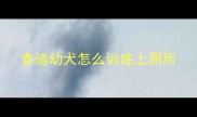 泰迪幼犬怎么训练上厕所
