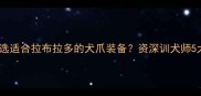 如何科学挑选适合拉布拉多的犬爪装备资深训犬师5大选购法则
