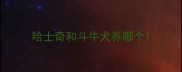 哈士奇和斗牛犬养哪个