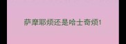 萨摩耶烦还是哈士奇烦
