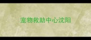 宠物救助中心沈阳