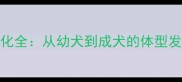 金毛犬1-3岁体型变化全从幼犬到成犬的体型发育规律与饲养要点