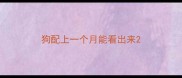 狗配上一个月能看出来