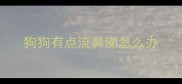 狗狗有点流鼻涕怎么办