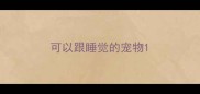 可以跟睡觉的宠物