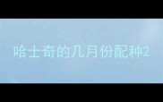 哈士奇的几月份配种