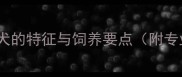 全白边境牧羊犬的特征与饲养要点附专业养护指南