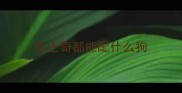 哈士奇都能配什么狗