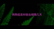 狗狗疫苗和驱虫相隔几天