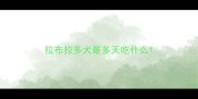 拉布拉多犬最多天吃什么