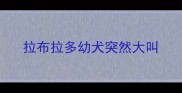 拉布拉多幼犬突然大叫