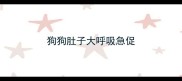 狗狗肚子大呼吸急促