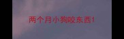 两个月小狗咬东西