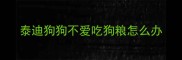泰迪狗狗不爱吃狗粮怎么办
