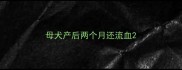 母犬产后两个月还流血