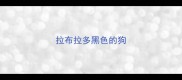拉布拉多黑色的狗